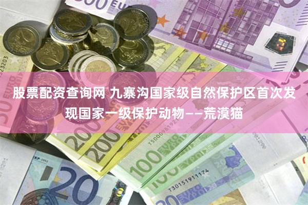 股票配资查询网 九寨沟国家级自然保护区首次发现国家一级保护动物——荒漠猫