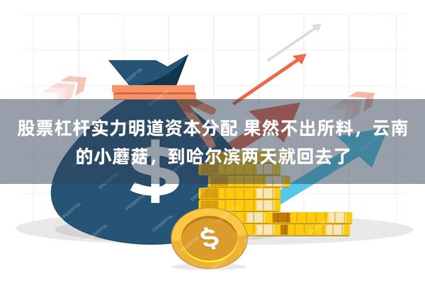 股票杠杆实力明道资本分配 果然不出所料，云南的小蘑菇，到哈尔滨两天就回去了